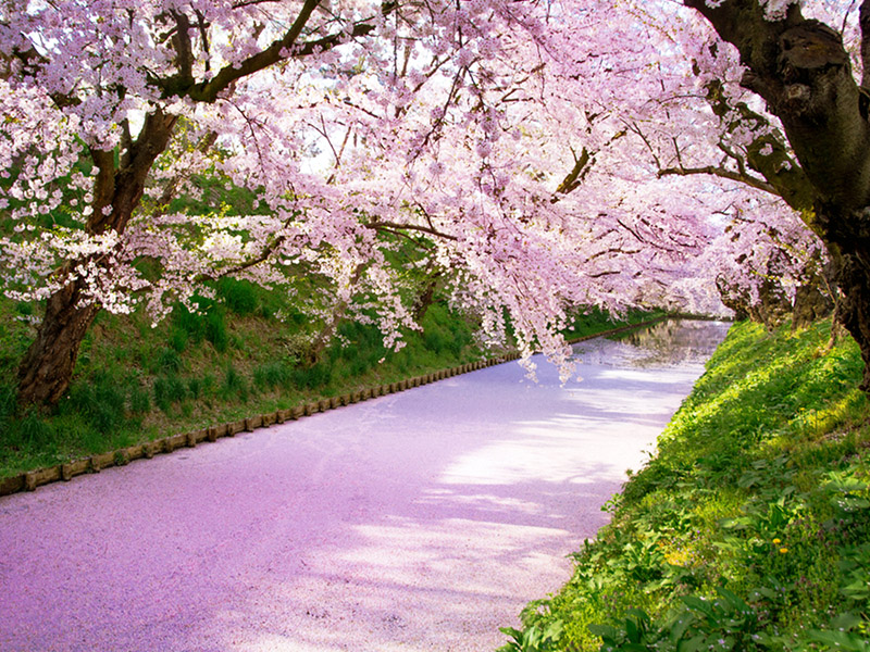 在撲滿櫻花粉嫩花瓣的林蔭大道上，宛如是大自然為你布置的星光大道般，那令人流連忘返的好心情。   圖：易遊網提供
