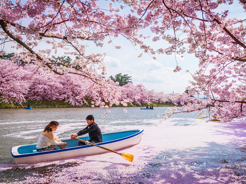 「弘前城」的櫻吹雪，為在弘前城的護城河上，櫻花盛開宛如上帝打翻了粉紅顏料，形成一條極夢幻又別具特色的粉紅櫻花河。   圖：易遊網提供