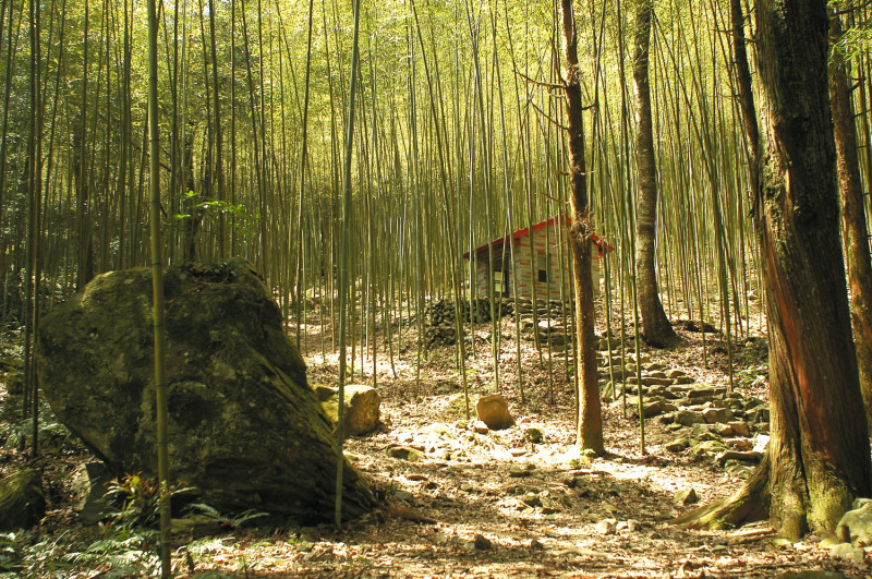 八仙山國家森林遊樂區竹林步道，讓你漫步竹林中，有股置身電影場景的錯覺。
   圖 ：林務局提供