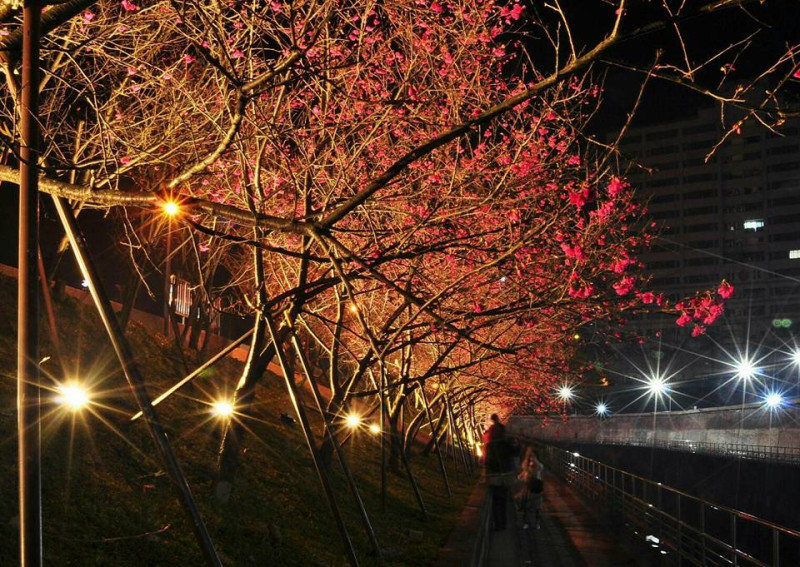 內湖夜櫻季夜晚在燈光的輔助下,格外美麗動人! 圖:內湖樂活夜櫻季FB粉絲專頁/提供