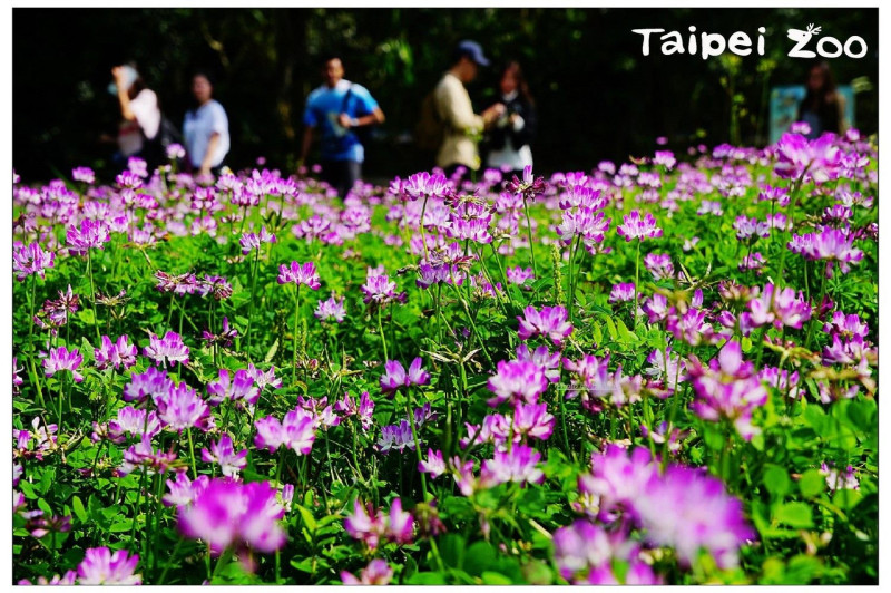 動物園的台灣動物區入口可以看到「紫雲英」開花身影，一朵朵紫白色佈滿草皮，美麗動人，花期只到三月底，快來動物園賞花趣！   圖：台北市動物園提供