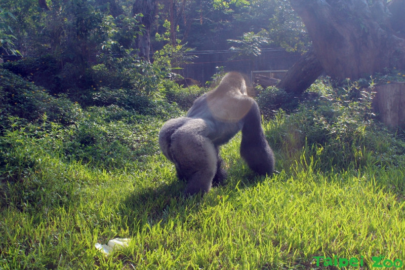 寶寶屬於西部低地金剛猩猩主要生活在剛果民主共和國低地的熱帶雨林中，為群居動物，智商非常高；由於人為破壞、狩獵、傳染病等問題，金剛猩猩數量不斷下降，因此被國際自然保育聯盟 (IUCN) 紅皮書列為極危物種。   圖：翻攝自台北市立動物園