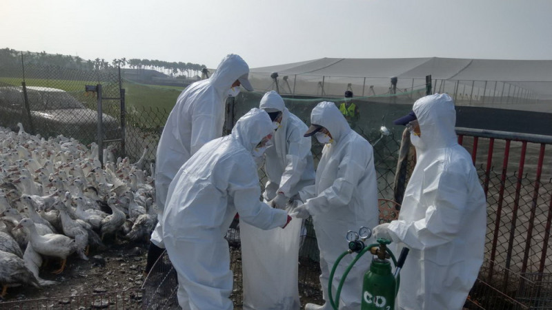 動物防疫所後續將啟動感染禽流感肉鴨場半徑1公里內周圍養禽場監測採樣工作，確保周圍家禽健康。   圖：屏東縣政府提供