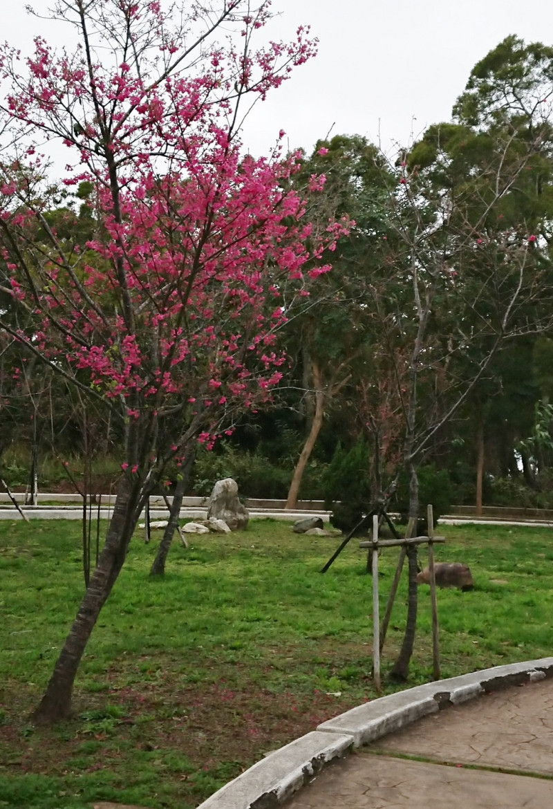 在台中無論山上賞櫻、前往重生的綠川看河景或是在台中最著名的高美濕地看海景，都是不錯的走春景點。   圖：台中市政府提供