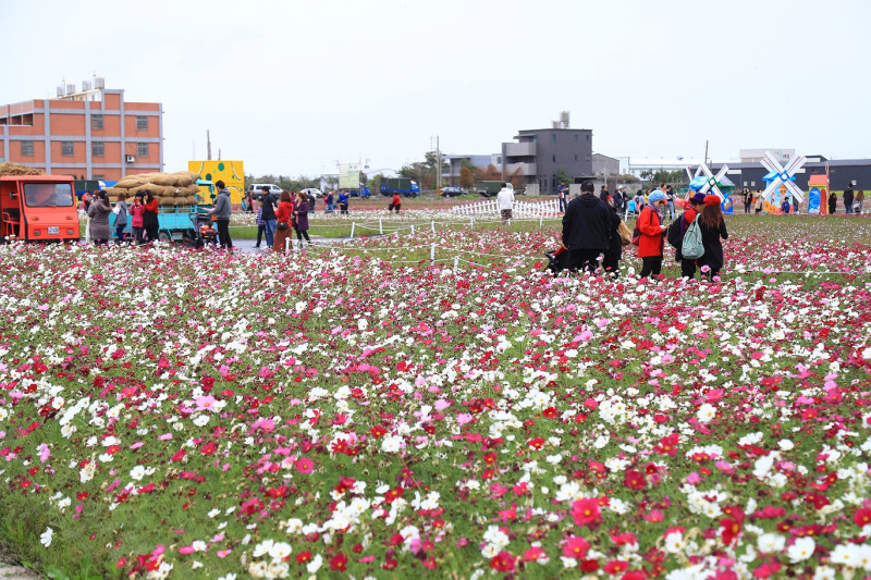 台中市內各地花博小花海盛開綻放，包括大甲、霧峰、外埔、龍井、清水、烏日、后里、神岡及大里。   圖：台中市政府提供