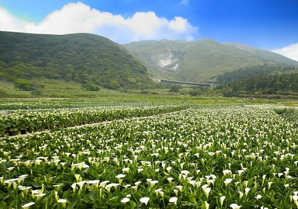 每年3、4月是陽明山看海芋的最好時機，今年的海芋季也將在3月30日登場！   圖：台北市政府觀光傳播局提供