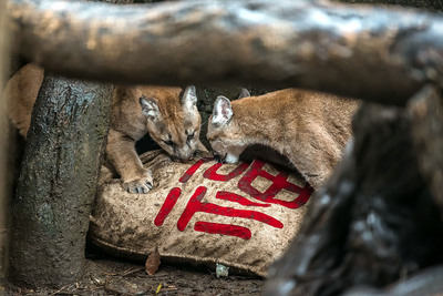 去年6月底出生的三隻美洲獅寶寶「喵吉」（公）」、「喵麗」（母）和「喵寶」（母），即將滿8個月大，今年是第一次過舊曆年，保育員用麻布袋做成新春福袋，當作牠們的行為豐富化玩具。   圖／台北市立動物園