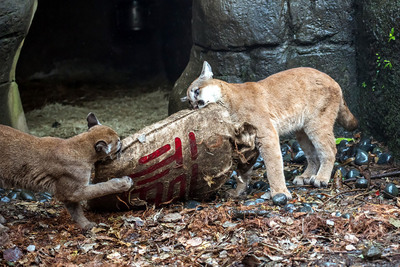 去年6月底出生的三隻美洲獅寶寶「喵吉」（公）」、「喵麗」（母）和「喵寶」（母），即將滿8個月大，今年是第一次過舊曆年，保育員用麻布袋做成新春福袋，當作牠們的行為豐富化玩具。   圖/台北市立動物園