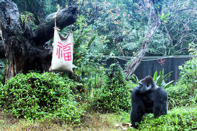 即將在3月中遠赴荷蘭娶親的金剛猩猩「寶寶」，今年是最後一次在台灣過農曆新年，保育員也為「寶寶」準備了福袋玩具。   圖/台北市立動物園