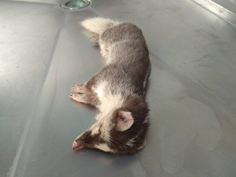 台南市關廟區發病送檢鼬獾個體。   圖：防檢局提供