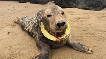 英國皇家防止虐待動物協會救援1隻被塑膠飛盤套住脖子的小海豹，可以看到牠的傷口血跡斑斑。   圖：翻攝英國皇家防止虐待動物協會