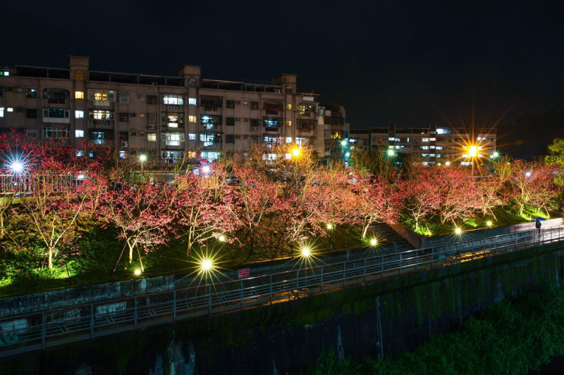 櫻花步道在明亮的燈光襯托下，越夜越美麗，吸引更多愛好攝影人士來取景。   圖：台北市工務局提供