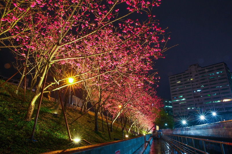 賞櫻也要注意時間，路燈點燈時間為17:45至22時。   圖：台北市工務局提供