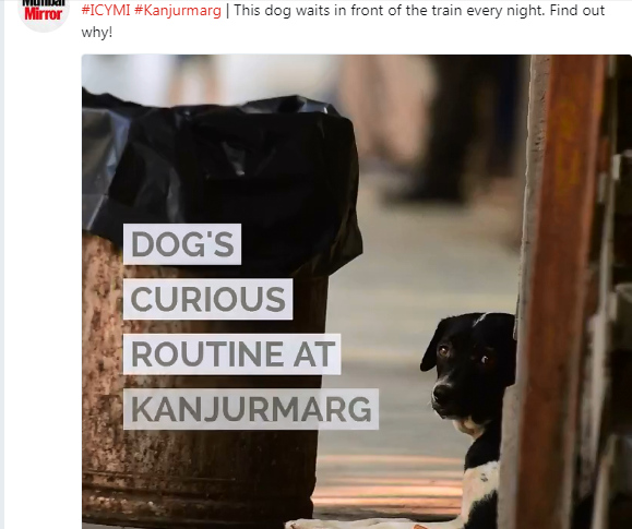 印度孟買火車站出現1隻母狗夜夜到車站等人，失望而歸的畫面令網友心碎。   圖：翻攝《孟買鏡報》推特