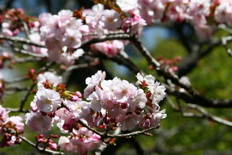 每逢初春，滿山遍野的櫻花在阿里山區形成一片壯觀的花海，阿里山花季已成為一年一度不可錯過的賞花盛事。   圖：公路總局/提供