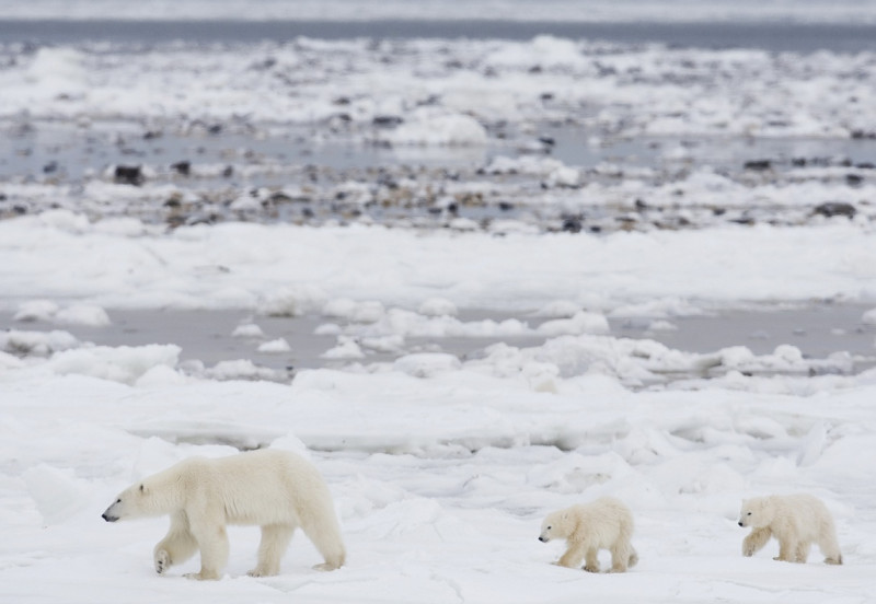 北極圈整體氣溫目前為攝氏零下8度，比正常平均值高出20度，浮冰消失將會對北極熊的族群造成嚴重的衝擊。     圖：達志影像/美聯社資料照片