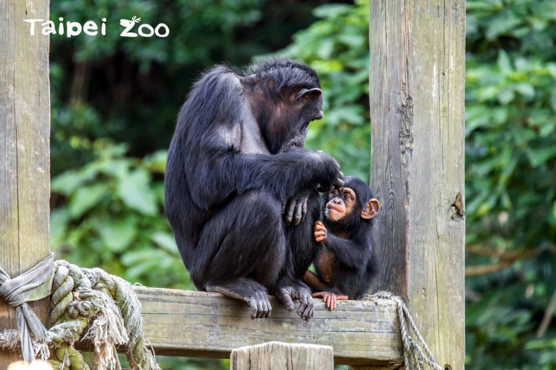 金剛猩猩小強的老婆之一「咪妮」及女兒「妮慧」，模樣溫馨可愛。   圖：台北市動物園提供