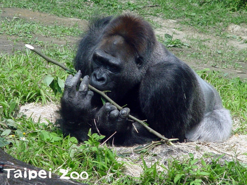「黑皮」是天元莊贈予動物園的銀背金剛猩猩，是第3位玩伴，佔地盤和搶食成了每天必定上演的戲碼。   圖：台北市動物園提供