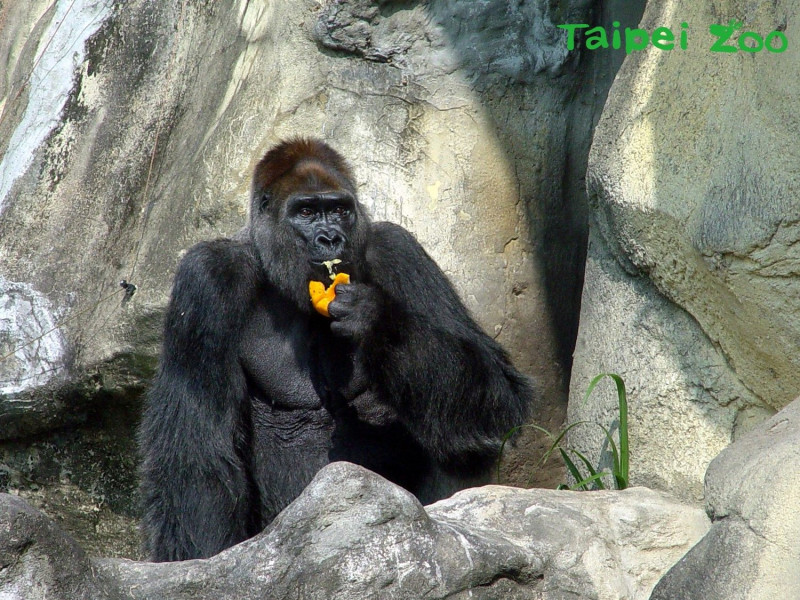 「寶寶」和「黑皮」經常互相追逐和搶食，模樣逗趣。   圖：台北市動物園提供