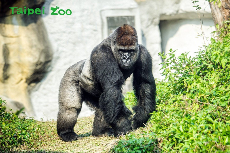 由波蘭歐普勒動物園來臺，18歲的金剛猩猩「迪亞哥」，模樣雄偉。   圖：台北市動物園提供