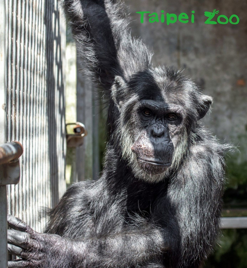 金剛猩猩「寶寶」即將啟程前往荷蘭「Apenheul Primate Park（靈長類公園）」增產報國，動物園將於3月8日及3月13日上午11點，於非洲動物區金剛猩猩「寶寶」檢疫舍，由保育員來和現場遊客分享關於「寶寶」的點點滴滴。   圖：台北市動物園提供