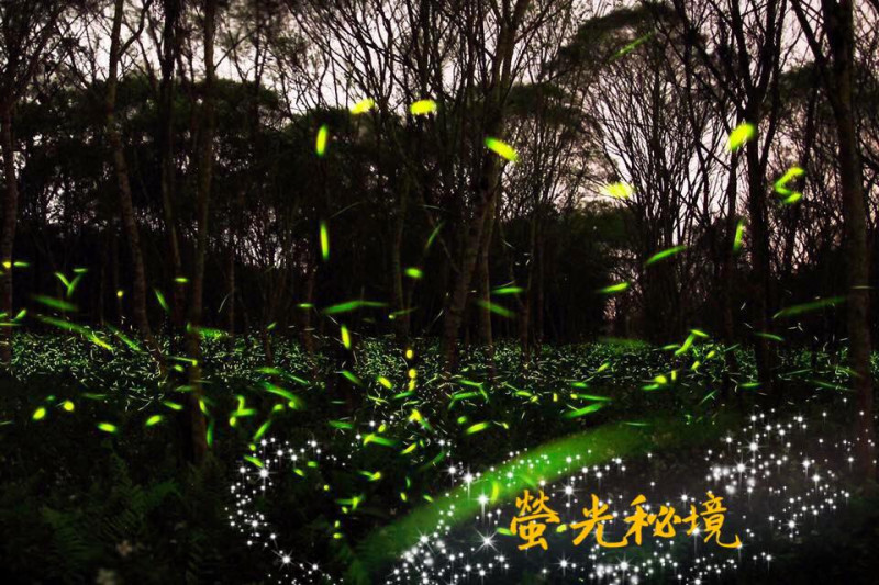 每年3-4月是螢火蟲發光的季節，位在花蓮的大農大富平地森林園區，不僅跟著專業解說員的腳步，欣賞螢火蟲的秘境美麗！   圖：林務局提供