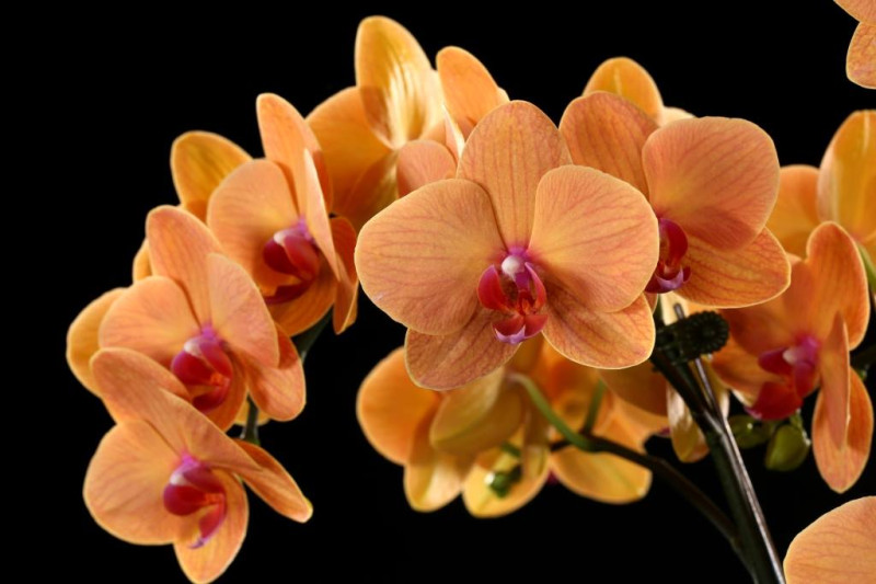 蘭花是台灣農業之光，其中蘭花品種之一的蝴蝶蘭，顏色繽紛動人。   圖：2018台灣國際蘭展FB粉絲專頁提供