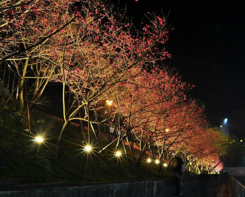 2018內湖樂活櫻花季自2月3日至3月11日，共計37天活動，於內湖樂活公園櫻花步道規畫燈光照明，以「光櫻燦爛」為題，希望能藉由象徵幸福的櫻花，營造夜櫻在不同時間下的浪漫氛圍。   圖：內湖樂活夜櫻季FB粉絲專頁提供