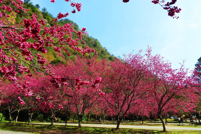 1月中旬至2月是奧萬大櫻花盛開之際，山櫻花、八重櫻、霧社櫻接力粉墨登場綻放最美的櫻姿。   圖：Flickr提供king.f開放授權