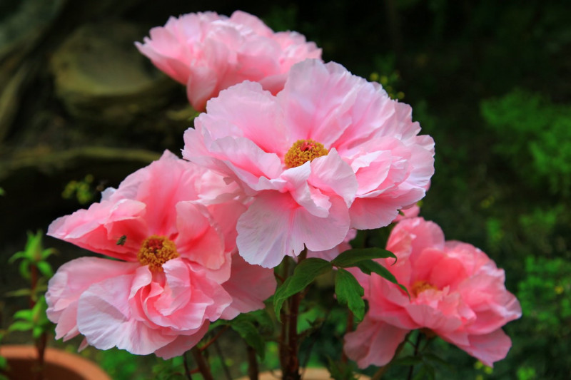 牡丹花是華人社會被認為是代表富貴吉祥的花，也是最難種植的「百花王」。   圖：愛上杉林溪FB粉絲專頁提供