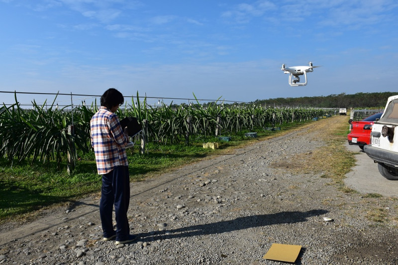 智慧精準農業運用無人空拍機結合及固定式攝影機為農民巡田，記錄農作物生長狀況。圖為無人機飛入火龍果田。   圖:清大／提供