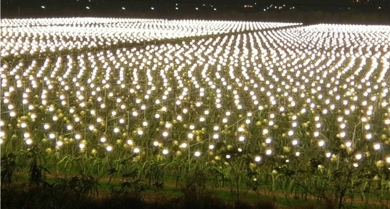 火龍果在夏天種植因氣候的不利因素，農友已調整在冬天種植，但因冬季日照不夠，晚上需要補充燈光照射。   圖:清大／提供
