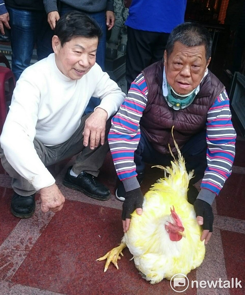 比一般雞還大7倍的閹雞王。   圖: 梁維銘/提供