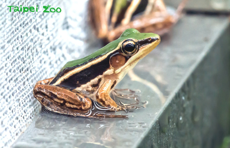 台北赤蛙的叫聲像擦玻璃的聲音。   圖：台北市立動物園提供