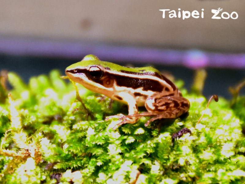 台北赤蛙成年雄蛙體長約3公分、雌蛙約4公分。   圖：台北市立動物園提供