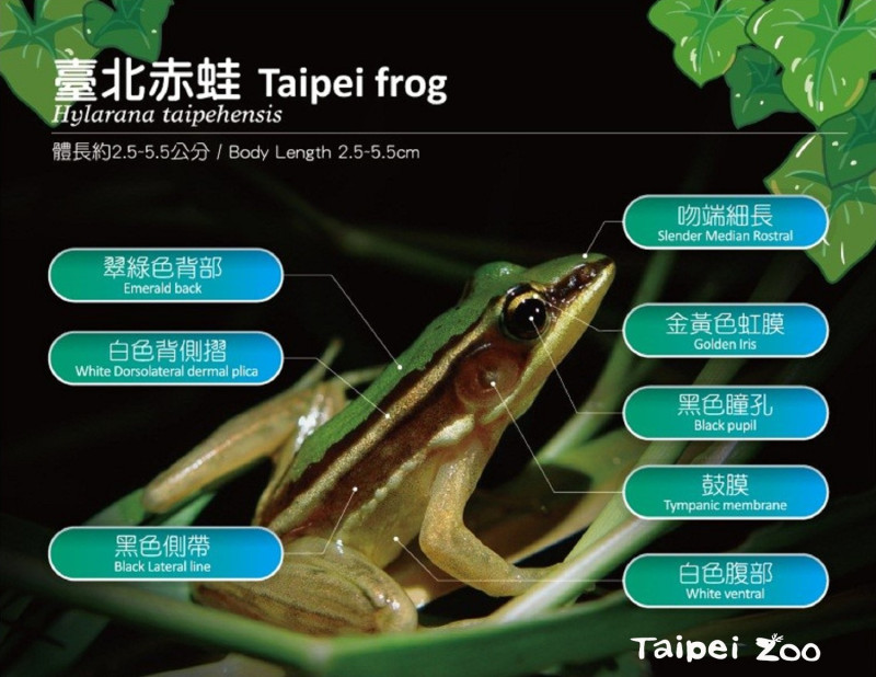 台北赤蛙的特徵。   圖：台北市立動物園提供