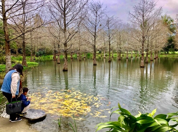 在花蓮縣壽豐鄉地一處私人落羽松秘境中，就能捕捉到灰白的樹幹倒映在河面上。   圖：APP《TripleFeet》／提供