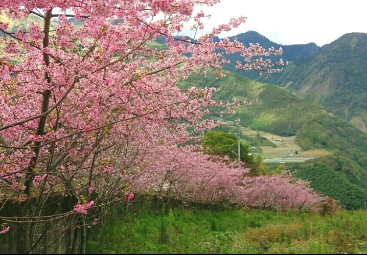 草坪頭觀光休閒農園內，粉紅、淺粉，還有白櫻花會接力綻放，沿路3000多棵櫻花樹，粉紅花雨如煙似霧。   圖：APP《TripleFeet》／提供