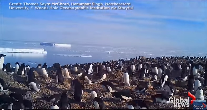 全球暖化造成南極海冰融化，致使阿德利企鵝數目減少。   圖：翻攝youtube