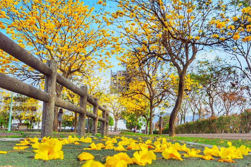 現值金黃色風鈴木盛開，從春季約三月間花朵陸續開放，花期約在12月~3月，又名「伊蓓樹」，是巴西國花。漫步在布滿金黃色的木鈴花下，彷彿有股春天滿懷希望的正能量，一同去享受這令人讚嘆聲不斷的金黃色大道吧！   圖：黃風的秘密私房景點FB粉絲專頁提供