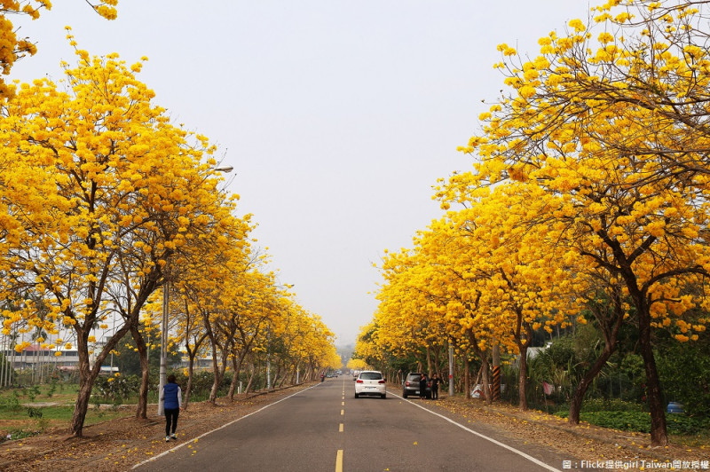 漫步在金黃色的木鈴花下，彷彿有股春天滿懷希望的正能量，宛如是老天爺在春天注入大地的新希望，為大地帶來煥然一新的氣象。   圖：翻攝Flickr／girl Taiwan開放授權