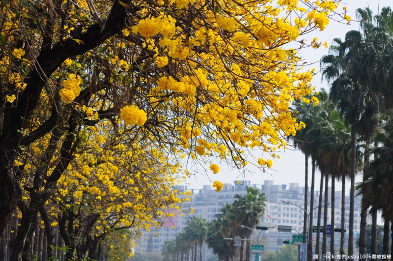 台南市也是遍地開花，位在路旁欣賞這五星級的美景，分別在林森路、東豐路一帶黃花綻放滿枝頭，耀眼的金黃色相當美麗！   圖：Flickr提供justia1006開放授權