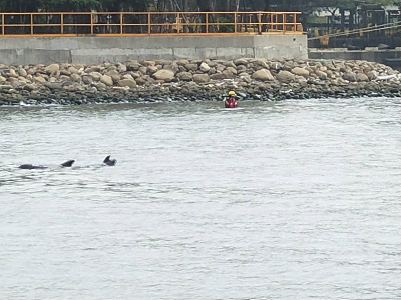 今日各界在高雄港區合作搜救受困鯨豚，但仍搜尋未果。圖為迷途的嬌客小虎鯨。   圖：高雄市農業局/提供