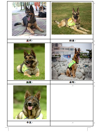 高雄市消防局搜救犬馴養中心訓練的搜救犬。   圖：高雄市消防局/提供
