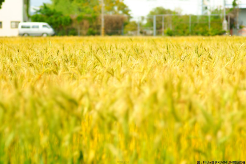 台中小麥栽培面積除金門外為全台之冠，今年氣候良好、小麥豐收，產量更高達25萬公斤，今年舉辦「大雅小麥文化節」，活動相當豐富，更是每年的矚目焦點。   圖：Flickr提供KEVIN LIN開放授權