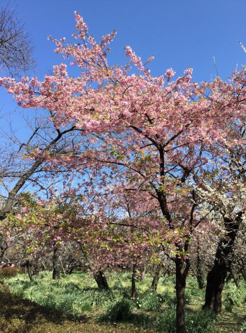 天氣暖和，早生的櫻花（河津櫻）也都開花，跟梅花爭豔，樹下的水仙也開花了。   圖：劉黎兒／攝