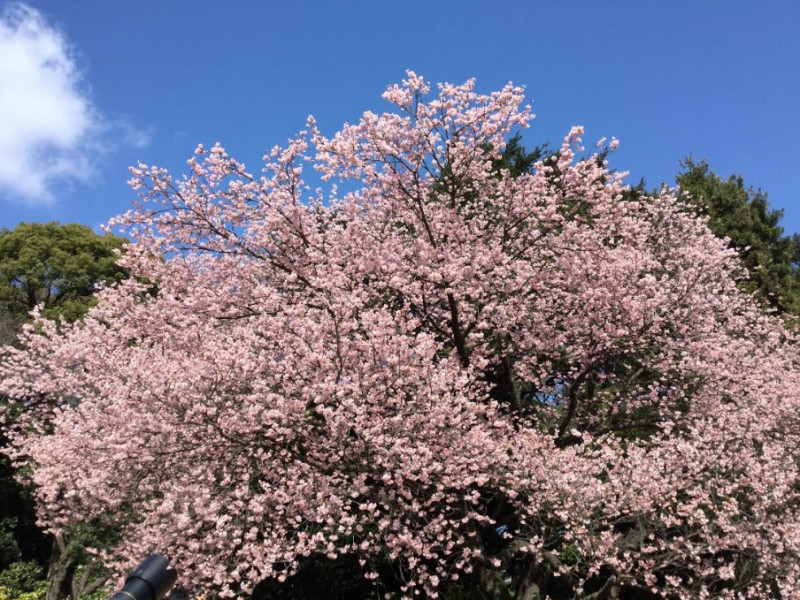 原本以為只有櫻花才是越暖越開花⋯⋯新宿御苑的盛開的櫻花。   圖：劉黎兒／攝