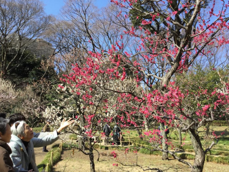 小石川後樂園的梅園，有視障的婦人以香氣來感受梅花盛開的景象。   圖：劉黎兒／攝