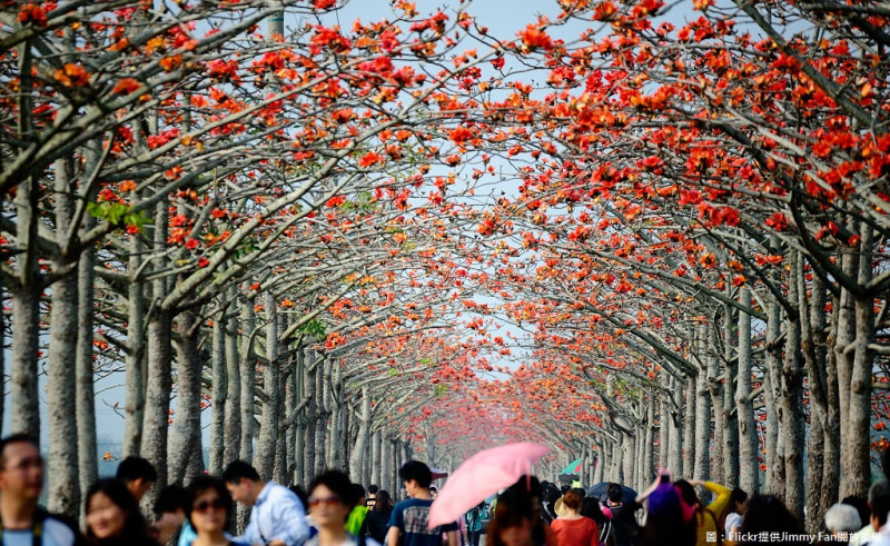 白河的「林初埤木棉花道」被譽為世界最美花海街道，每年吸引大批觀賞朋友。   圖：Flickr提供Jimmy Fan開放授權