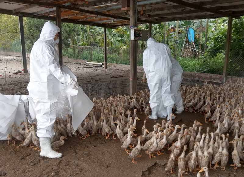 檢疫人員撲殺感染禽流感雞鴨。   圖：新頭殼資料照片